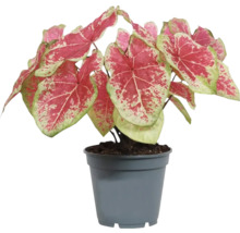Caladium in pot met hartvormige bladeren