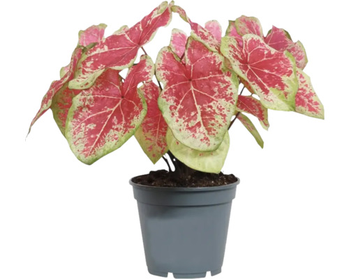Caladium in pot met hartvormige bladeren