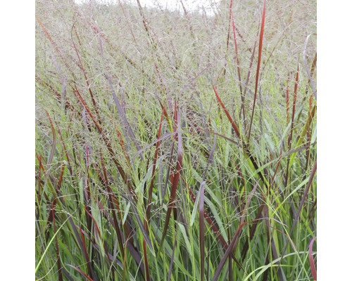 FLORASELF Vingergras Panicum virgatum Ø 11 cm