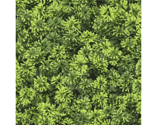 Close-up van kunstgroen als heesterplant