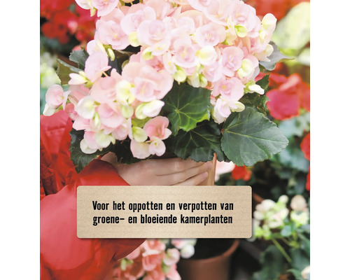 Begonia voor het oppotten en verpotten van groene- en bloeiende kamerplanten