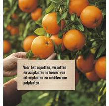 Sinaasappelboom met rijpe vruchten en informatietekst