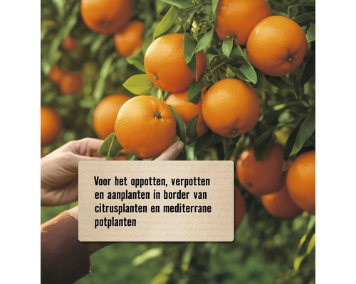 Sinaasappelboom met rijpe vruchten en informatietekst