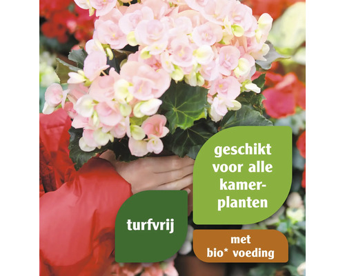Potplant Begonia geschikt voor kamerplanten, turfvrij en met biologische voeding