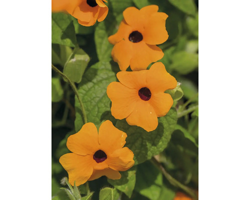 FLORASELF Suzanne met de mooie ogen Thunbergia alata potmaat Ø 19 cm H 70-75 cm Suzanne-met-de-mooie-ogen plant met bloemen