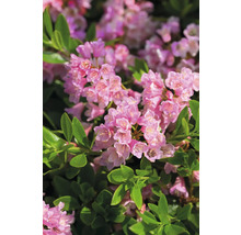 Close-up van rododendronbloemen