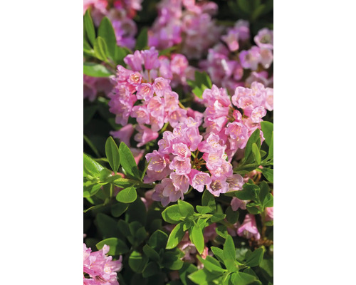 Dwergrhododendron Rhododendron micranthum 'Bloombux' potmaat Ø 11 cm H 15-20 cm Close-up van rododendronbloemen