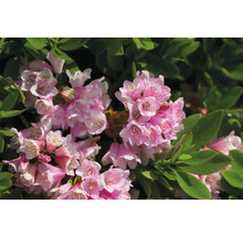 Close-up van roze bloeiende rododendron met groene bladeren