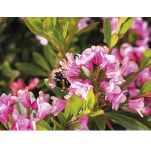 Close-up van roze rododendronbloemen met een hommel.