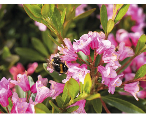 Close-up van roze rododendronbloemen met een hommel.
