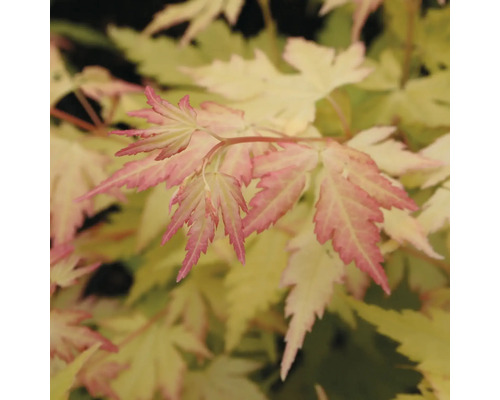 Close-up van esdoornbladeren