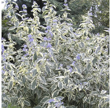 Blauwbaard ''White Surprise'' met bladeren met witte randen en blauwe bloemen