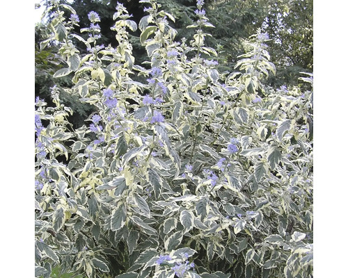 FLORASELF Blauwe spirea Caryopteris clandonensis 'White Surprise' potmaat Ø 21.0 cm H 40-60 cm FLORASELF Blauwe spirea Caryopteris clandonensis 'White Surprise' potmaat Ø 21.0 cm H 40-60 cm