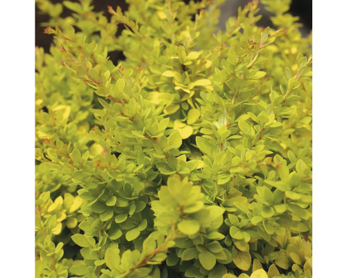 FLORASELF® Japanse berberis Berberis thunbergii 'Susation' potmaat Ø17 cm Zuurbes met gele bladeren