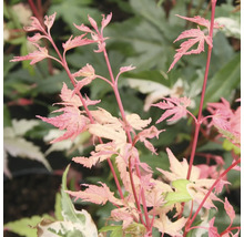 Close-up van een esdoornboom met roze bladeren.