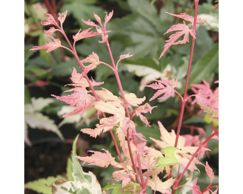 Close-up van een esdoornboom met roze bladeren.