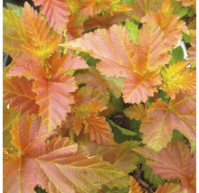Close-up van een blaasspirea met bladeren