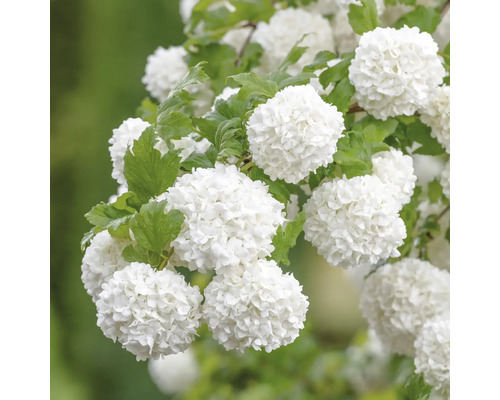 Bloeiwijzen van de sneeuwbal met groene bladeren