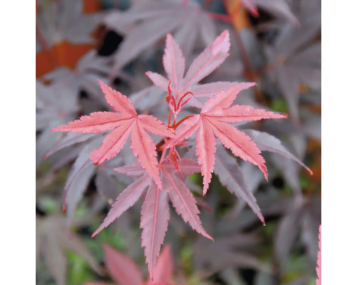 Close-up van esdoornbladeren