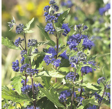 Blauwe spirea Caryopteris clandonensis 'First Choice' potmaat Ø 21,0 cm H 40-60 cm