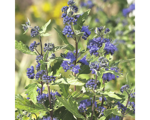 Blauwe spirea Caryopteris clandonensis 'First Choice' potmaat Ø 21,0 cm H 40-60 cm Close-up van blauwe bloemplanten met groene bladeren.