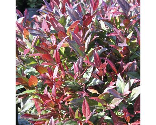 Groenblijvende sierstruik met rode en groene bladeren