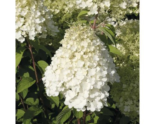 FLORASELF Pluimhortensia Hydrangea paniculata 'Bobo'® potmaat Ø 23.0 cm H 50-60 cm Pluimhortensia met witte bloemen