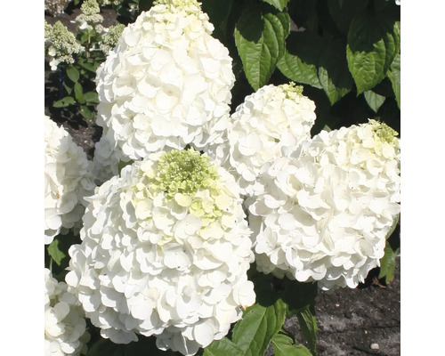 Hortensia Hydrangea paniculata 'Magical Mont Blanc' ® potmaat Ø 23 cm H 50-60 cm Close-up van witte hortensiabloemen in de tuin.
