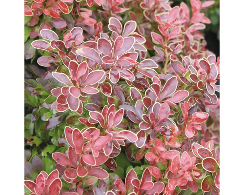 FLORASELF® Japanse berberis Berberis thunbergii 'Admiration' potmaat Ø21 cm Berberis met roodgroene bladeren en lichte rand