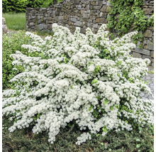 Bruidsspirea met witte bloemen in de tuin