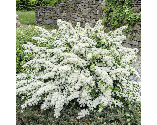 FLORASELF® Spierstruik Spraea nipponica 'Snowmound' potmaat Ø23 cm