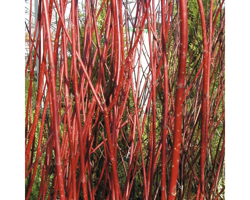 FLORASELF® Kornoelje Cornus alba 'Siberica' potmaat Ø17 cm