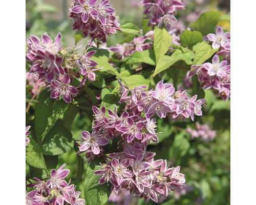 Deutzia met roze bloemen en groene bladeren