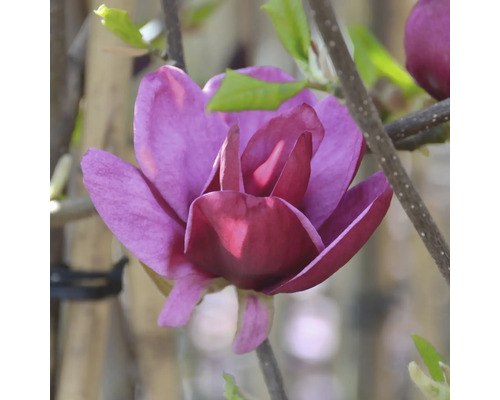 Close-up van een purperkleurige magnolia bloem aan een tak