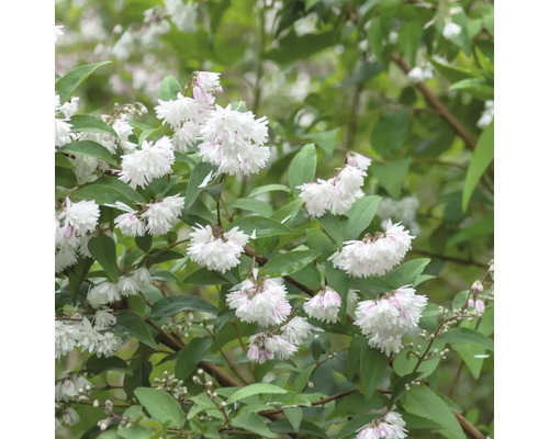 Bruidsbloemplant met witte bloemen en groene bladeren.