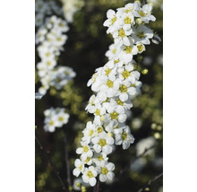 FLORASELF Spierstruik Spiraea arguta potmaat Ø 28,0 cm H 80-100 cm