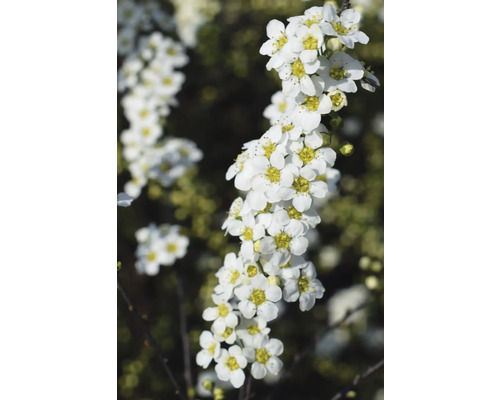 Bloeiwijze met witte Spiraea-bloemen