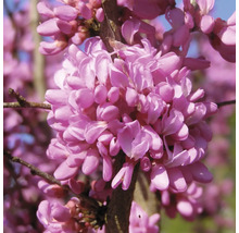 Close-up van Judasboom bloemen