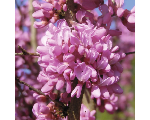 FLORASELF Chinese judasboom Cercis chinensis "Don Egolf" potmaat Ø 23,0 cm H 70-80 cm FLORASELF Chinese judasboom Cercis chinensis "Don Egolf" potmaat Ø 23,0 cm H 70-80 cm