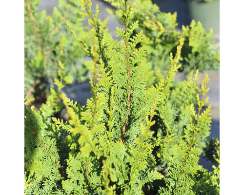 FLORASELF Schijncypres Chamaecyparis obtusa 'Teddy Bear' potmaat Ø 21,0 cm H 25-30 cm FLORASELF Schijncypres Chamaecyparis obtusa 'Teddy Bear' potmaat Ø 21,0 cm H 25-30 cm