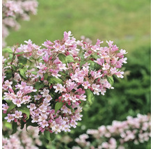 FLORASELF Koninginnenstruik Kolkwitzia amabilis 'Pink Cloud' potmaat Ø 21 cm H 50-60 cm