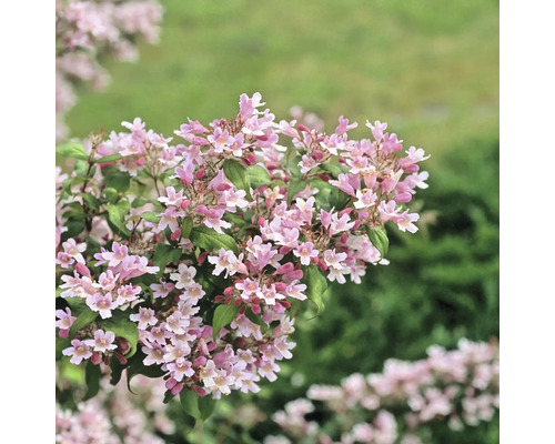 Bloeiende sierstruik met bloemen