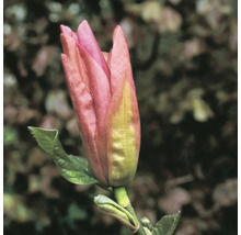 Close-up van een ongeopende roze magnoliabloem