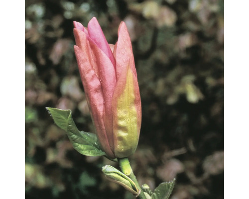 Close-up van een ongeopende roze magnoliabloem