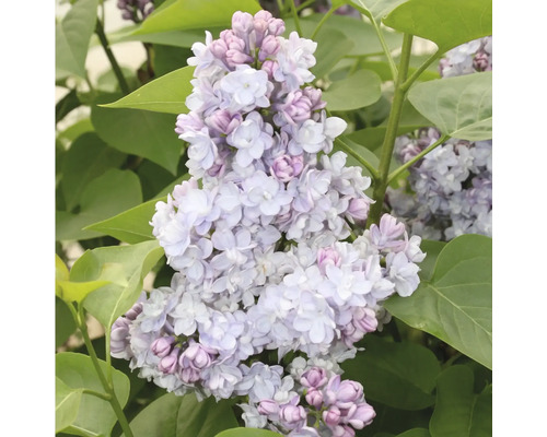 Close-up van een seringenbloem met bladeren