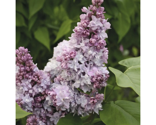 Close-up van bloeiende sering