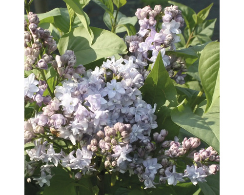 FLORASELF Sering Syringa vulgaris 'Nadezhda' potmaat 3 L H 40-60 cm