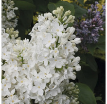 Close-up van een bloeiende witte seringplant