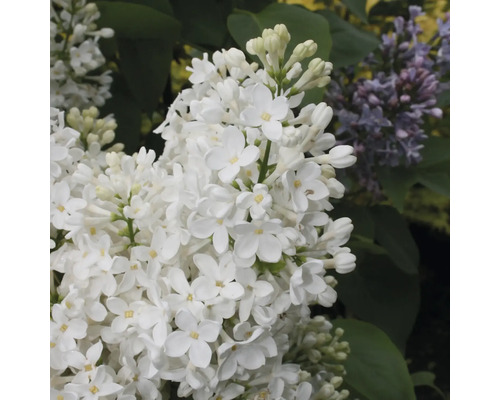 Close-up van een bloeiende witte seringplant