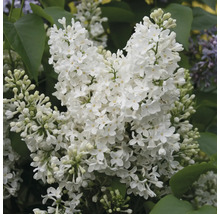 Close-up van witte sering
